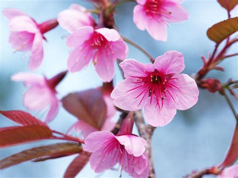 客廳桃花位|【客廳桃花位】客廳桃花位藏驚喜！佈置招桃花，輕鬆迎好運！